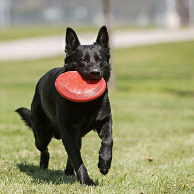 Kong frisbee til hunde 