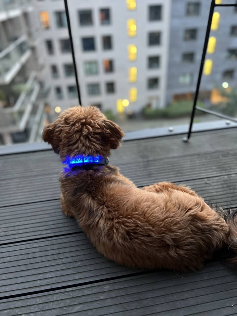 Hundehalsbånd med LED lys blå