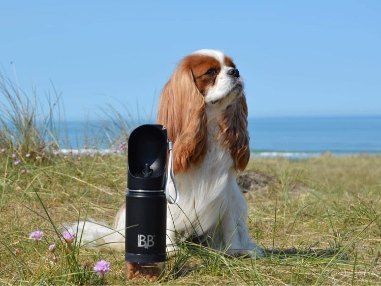 rustfristål rejsevandflaske til hunde fra b&B