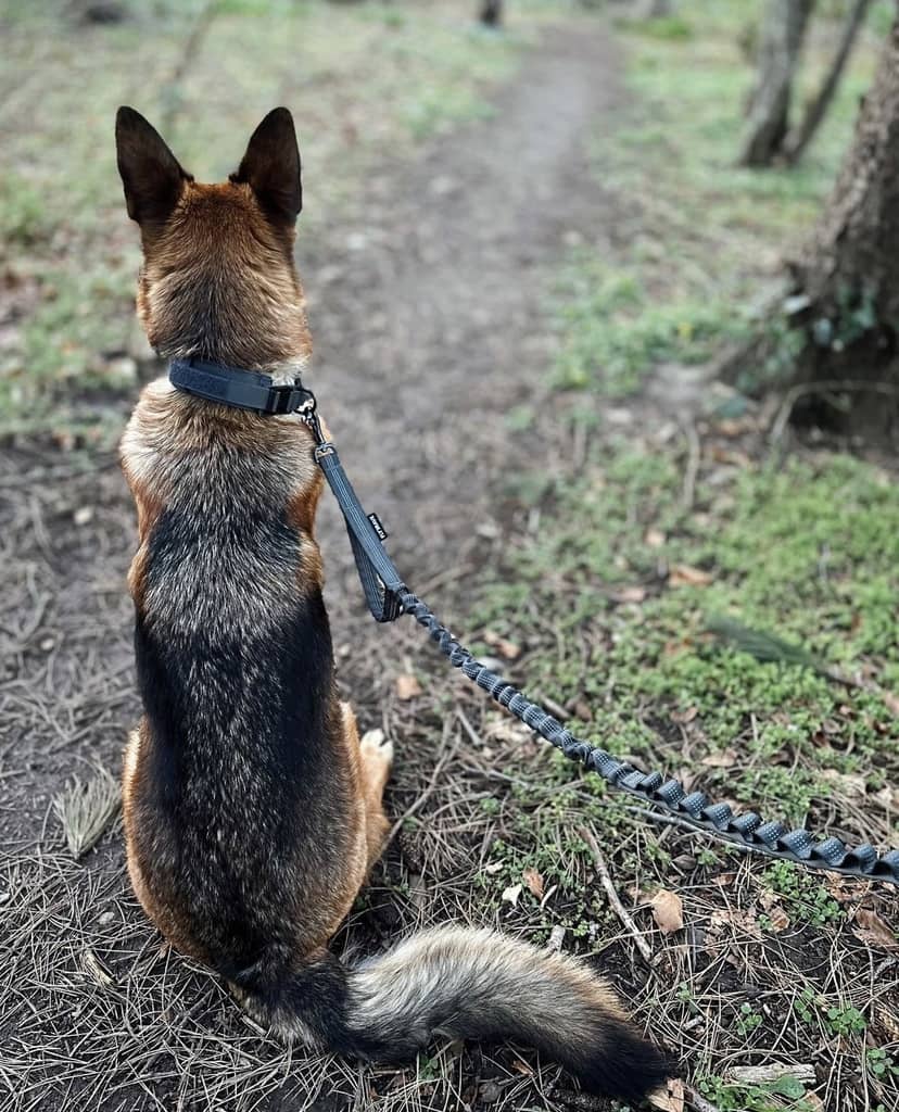 Aktivitets hundesnor med håndtag grå