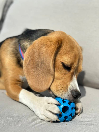 Beagler der bider i sin tandrensende godbidsbold