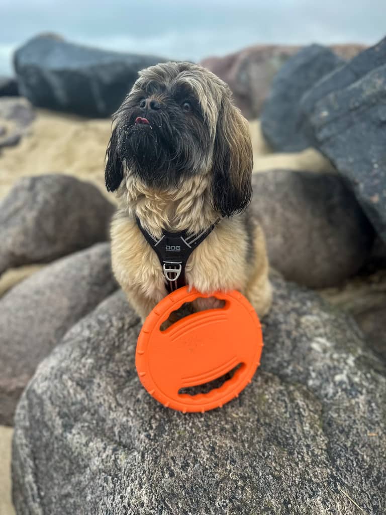 frisbee hund