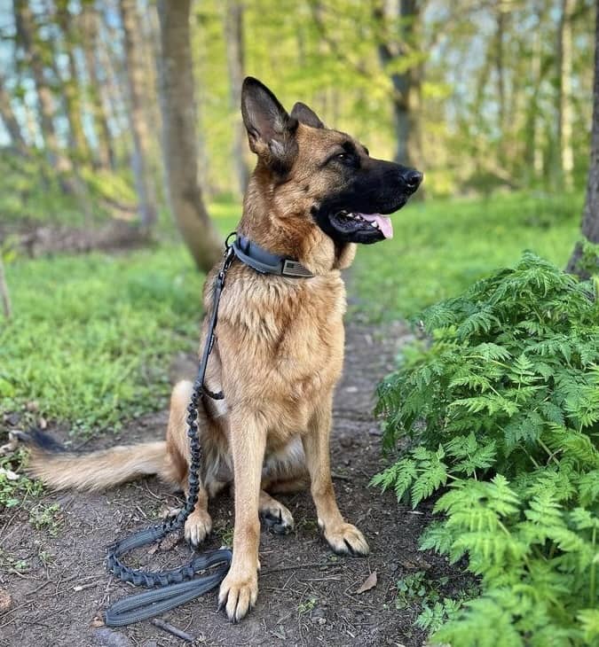 Hundesnor i grå med håndtag og stødabsorberende effekt