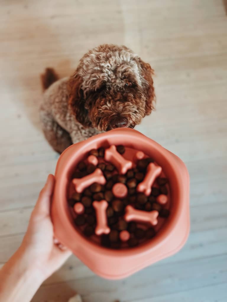 slowfeeder hundeskål med hund