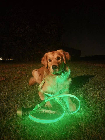 Hundesnor med LED lys grøn