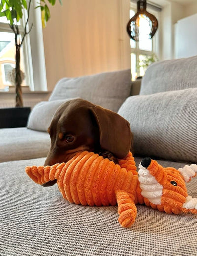 Gravhund leger med orange ræv hundebamse