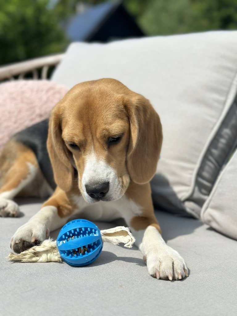 Hundebold i blå med tandrensende effekt