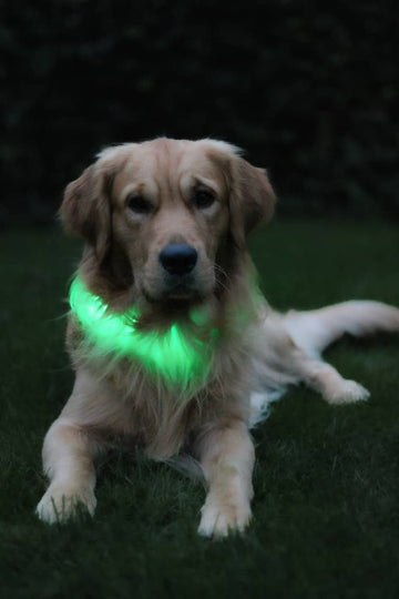 Lyshalsbånd til hund grønt