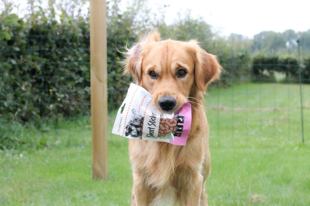 Companion short sticker okse