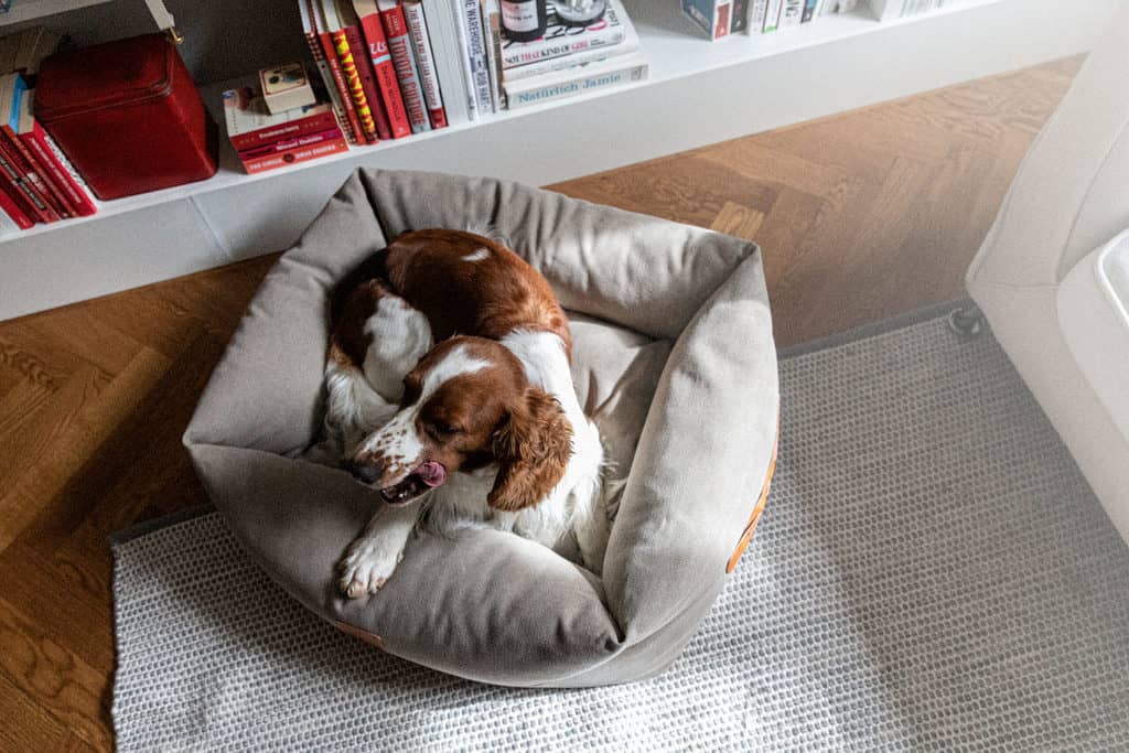 Denjo Dogs Classic Nest Sand Beige med Læderdetalje Hundeseng