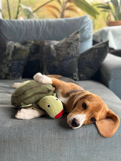 Beagle der ligger med sin hundebamse skildpadde
