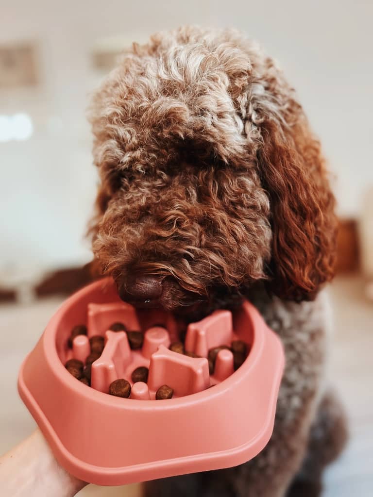 slowfeedhundeskål i lyserød med hund