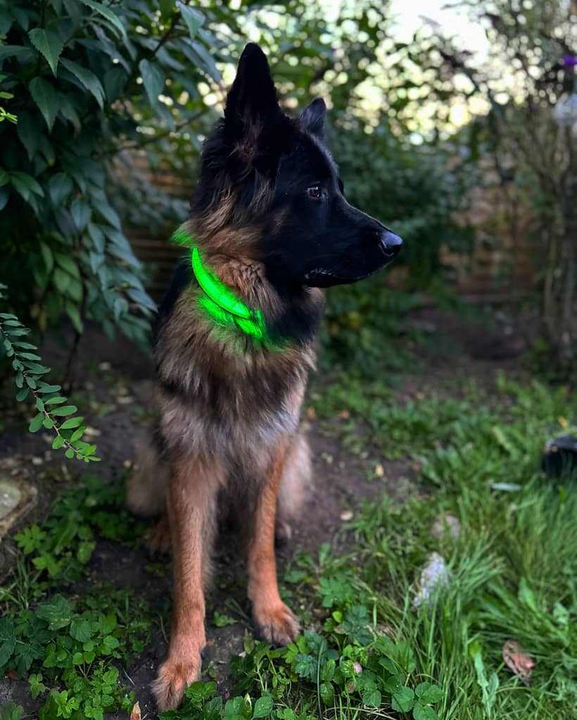 Lys halsbånd til hund