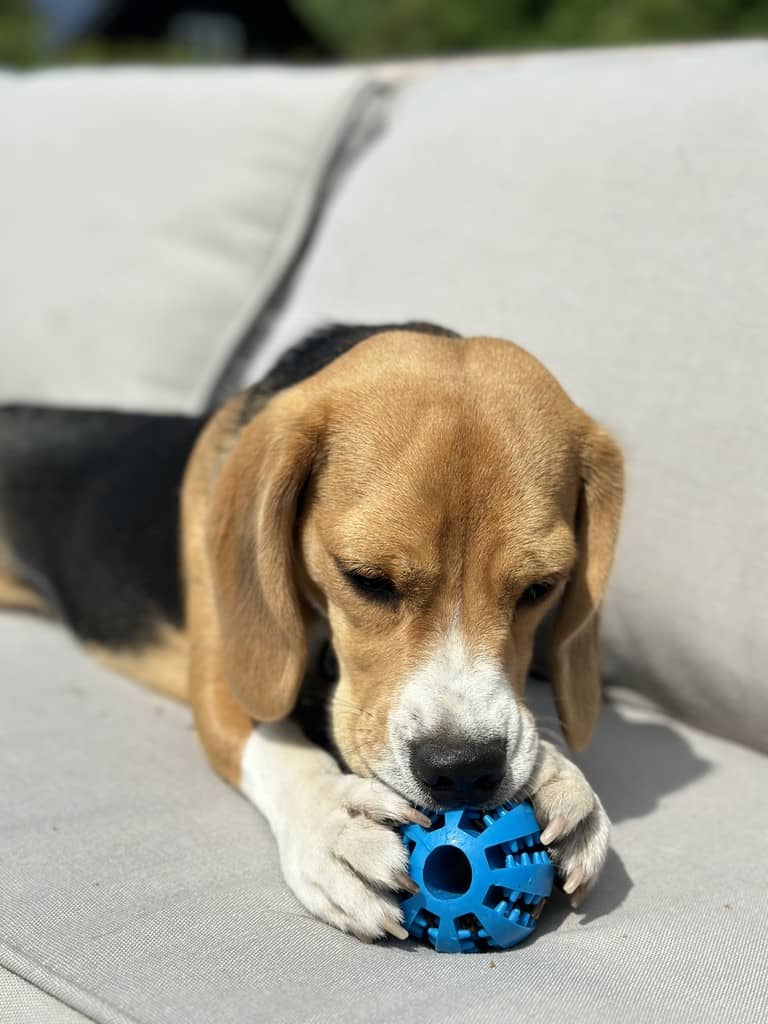 Tandrensende hundebold blå