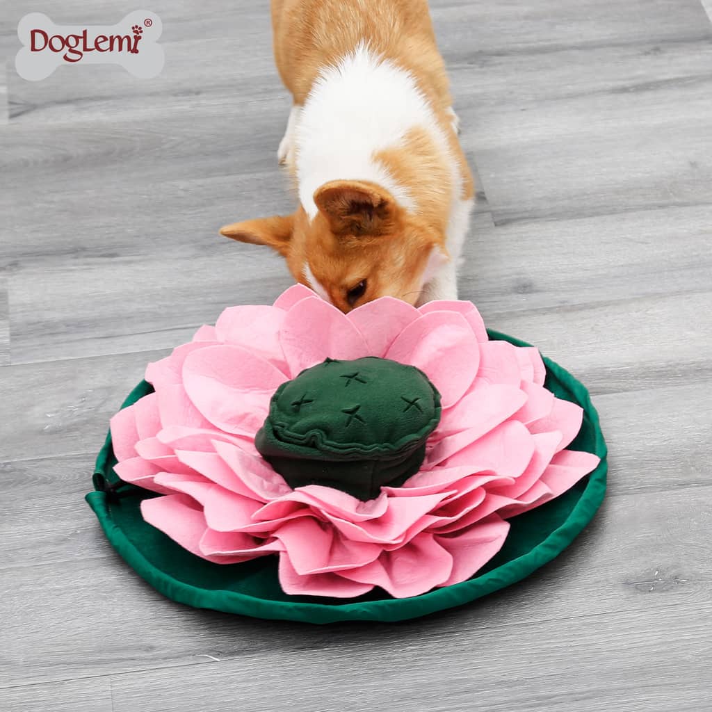 Corgi der leder efter godbidder i en snusemåtte der ligner en lotus blomst