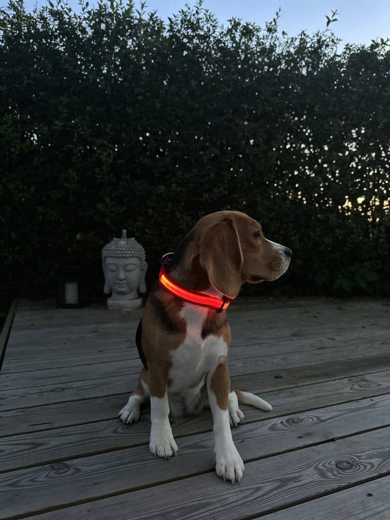Hundehalsbånd med LED lys rød