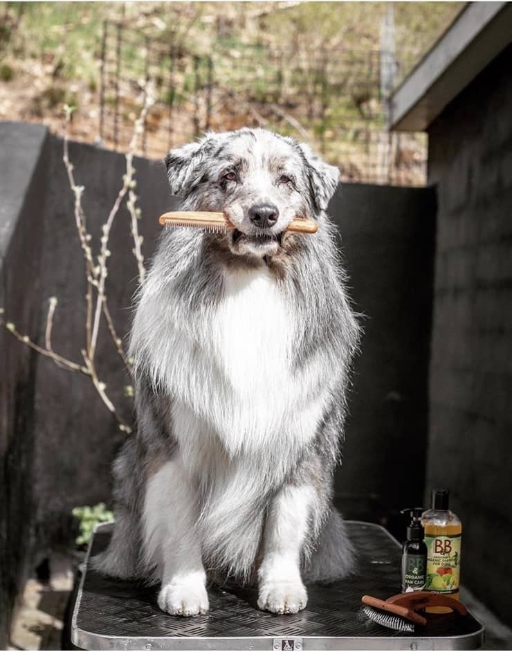 B&B rullekam og hund