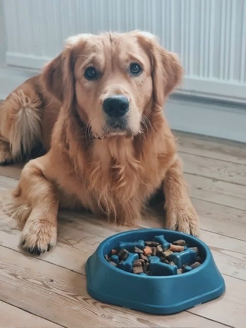 slowfeed skål til hunde i blå