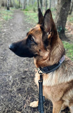 Hundehalsbånd i militærdesign grå