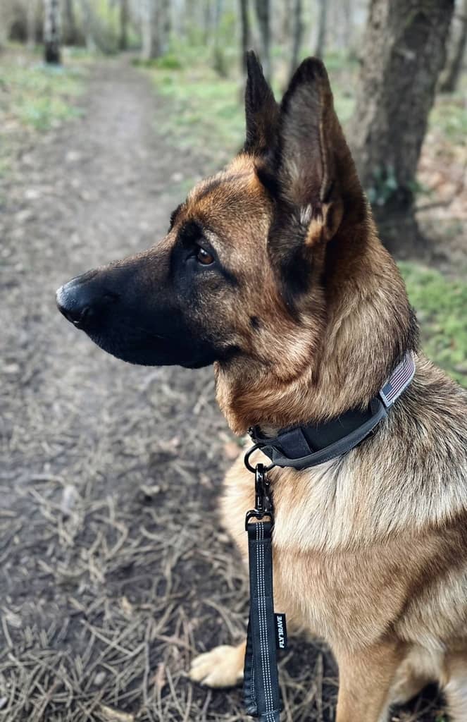 Hundehalsbånd i militærdesign grå