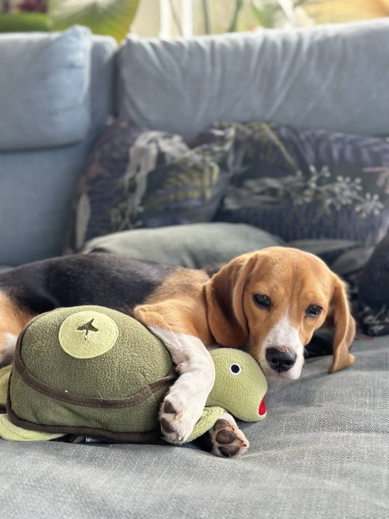 Beagle der krammer sin hundebamse 