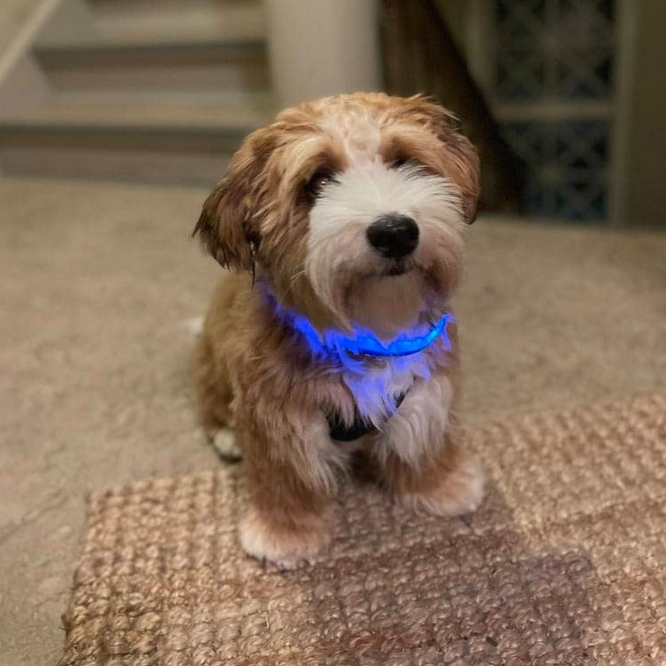Hundehalsbånd med LED lys blå