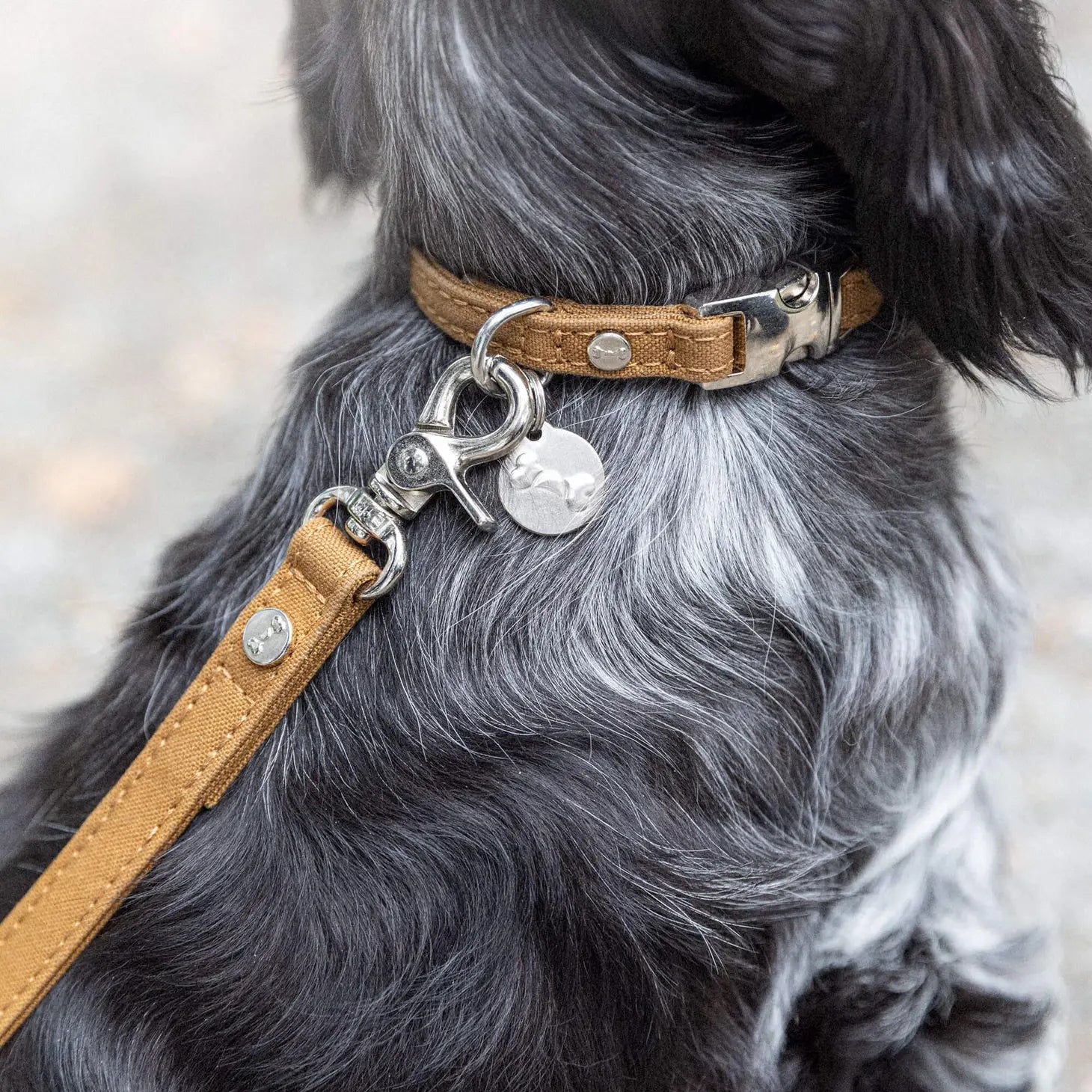 denjo dogs hundesnor i mustard på cockerspaniel