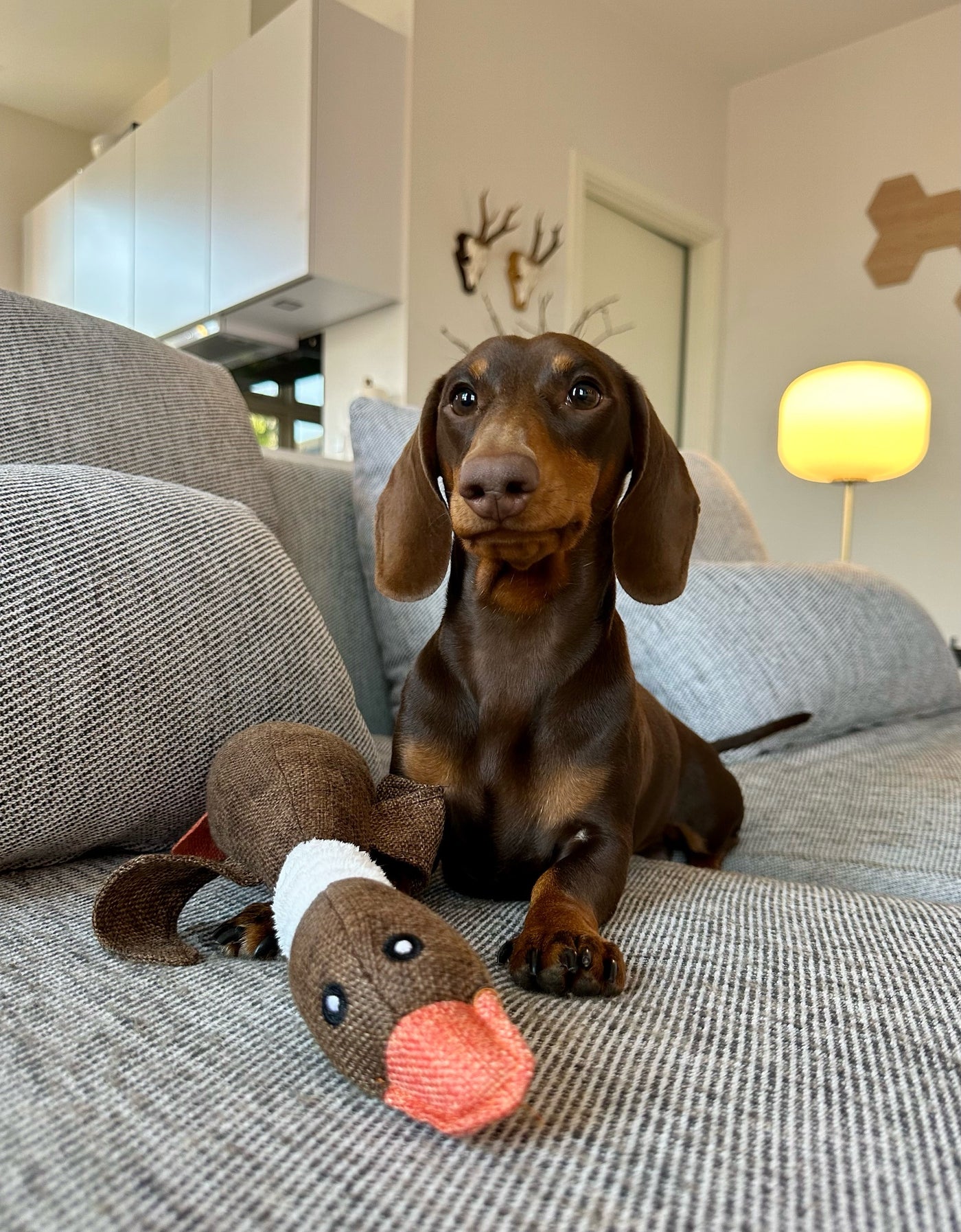 Gravhund med brun hundebamse gås