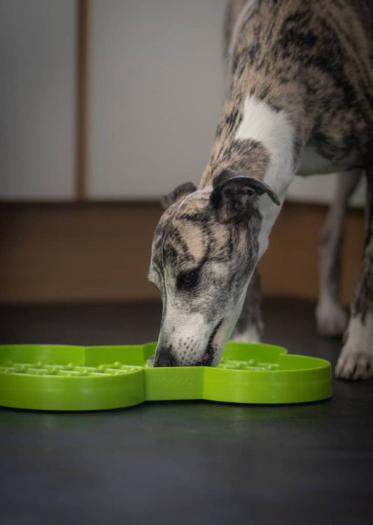 Hund spiser af slowfeeder hundeskål i grøn
