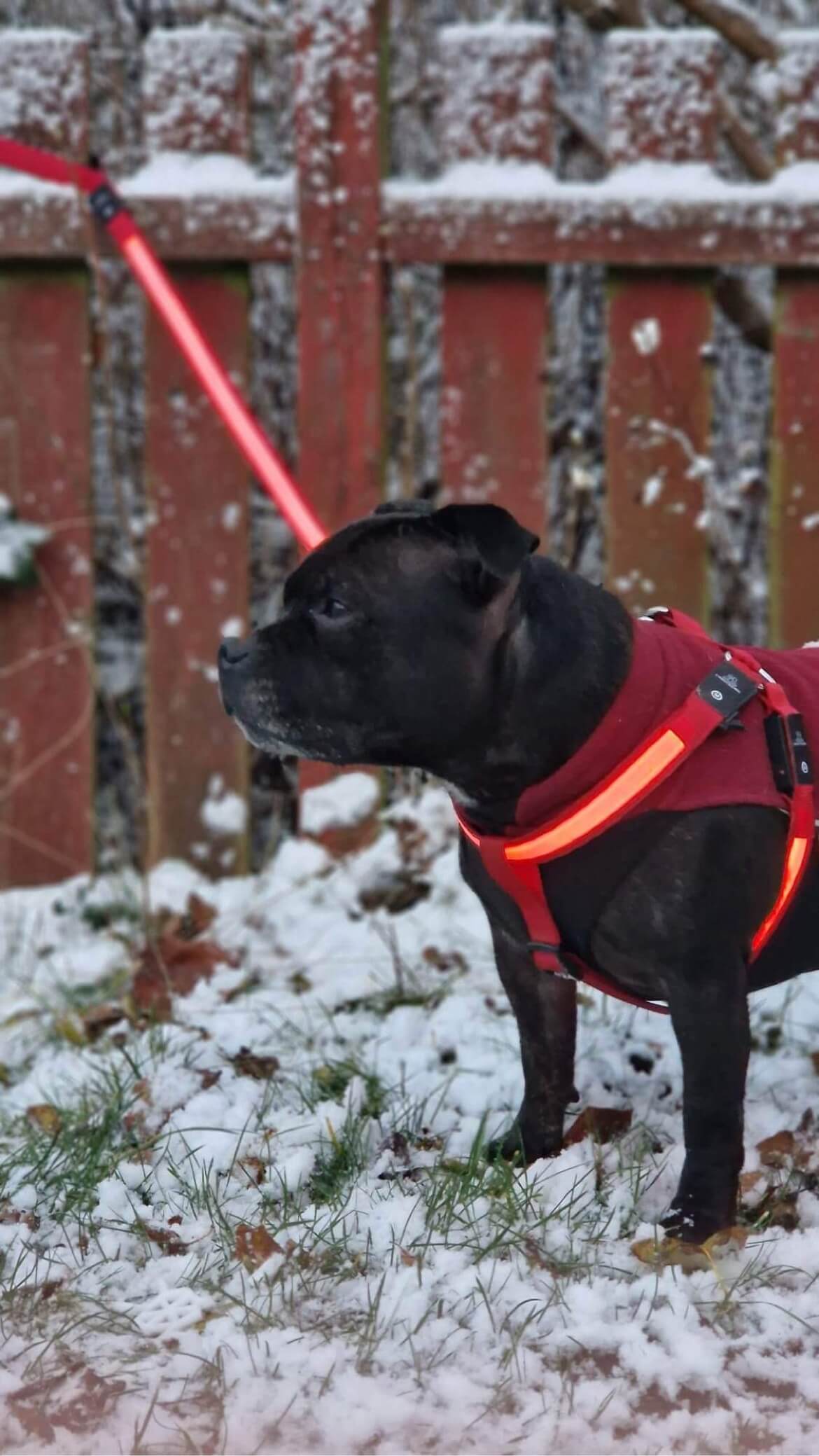 LED lys hundesnor på staffordshireterrier i sneen
