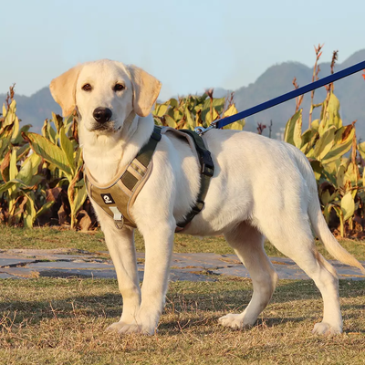 Justerbar hundesele i beige og khaki på en labrador hvalp