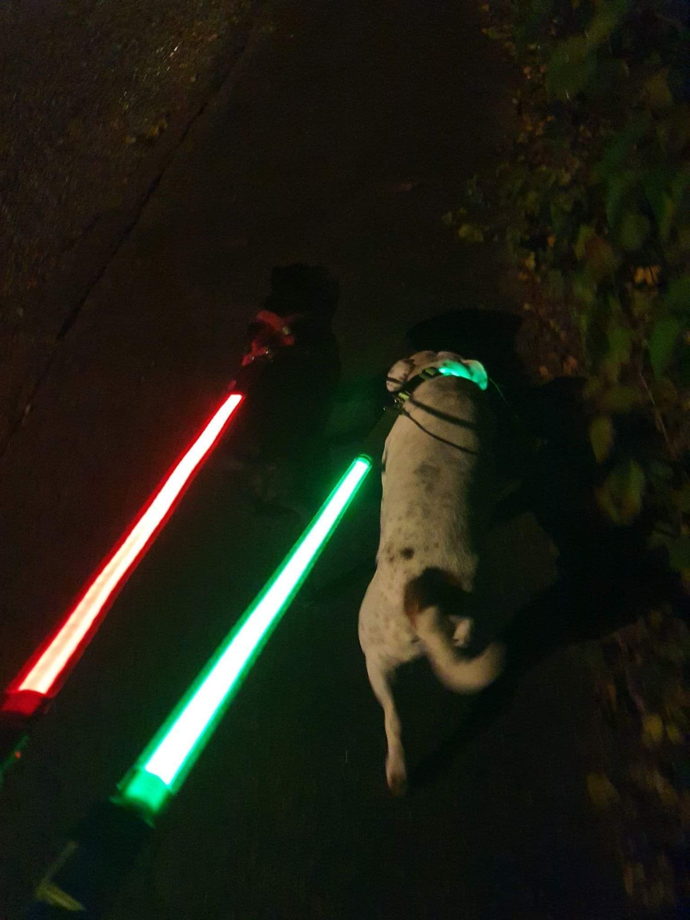 To hunde går tur med LED lys snor i grøn og rød