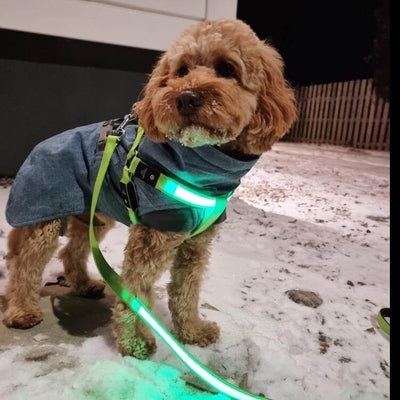 Hundesele med LED lys til de små racer grøn