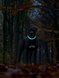 Cane Corso i skoven med LED lys halsbånd i grøn