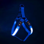 Hundesele med LED lys til de små racer blå