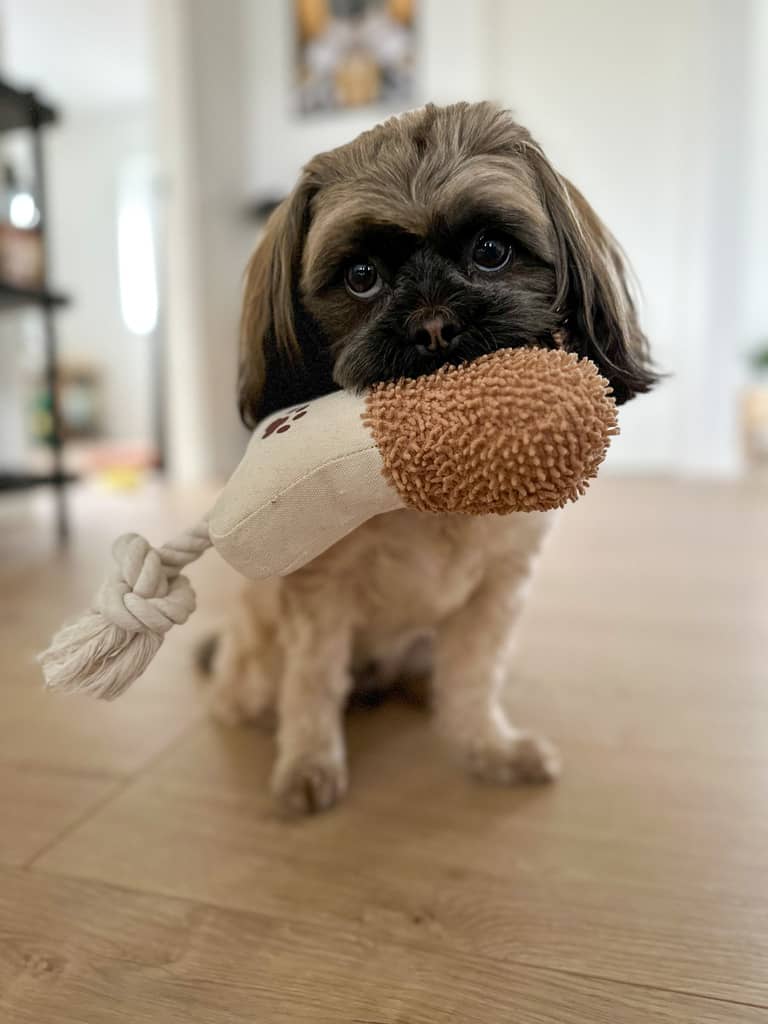 Hund med hundebamse i munden