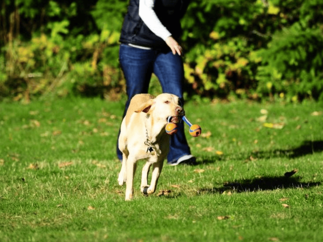 hund leger med CHUCKIT! Ultra duo tug på en græsplæne 