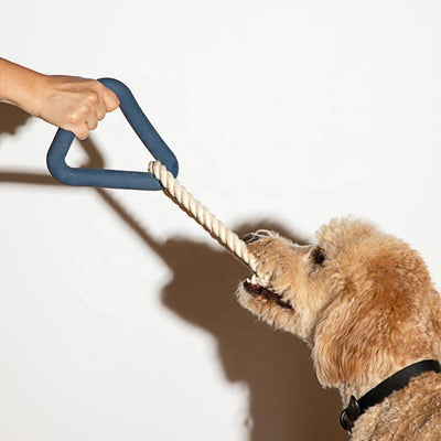 Menneske der leger med bidering med sin hund 