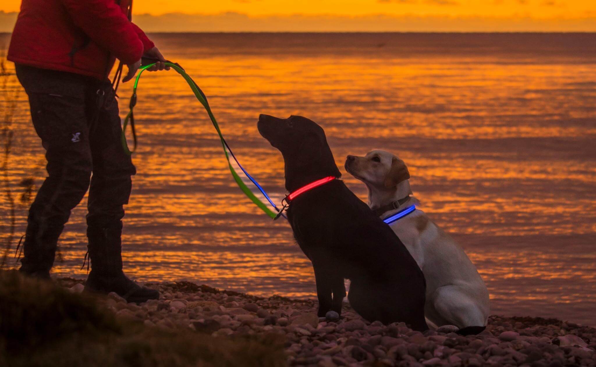 Sort og gul labrador med LED lyshalsbånd og snor i farven blå rød og grøn