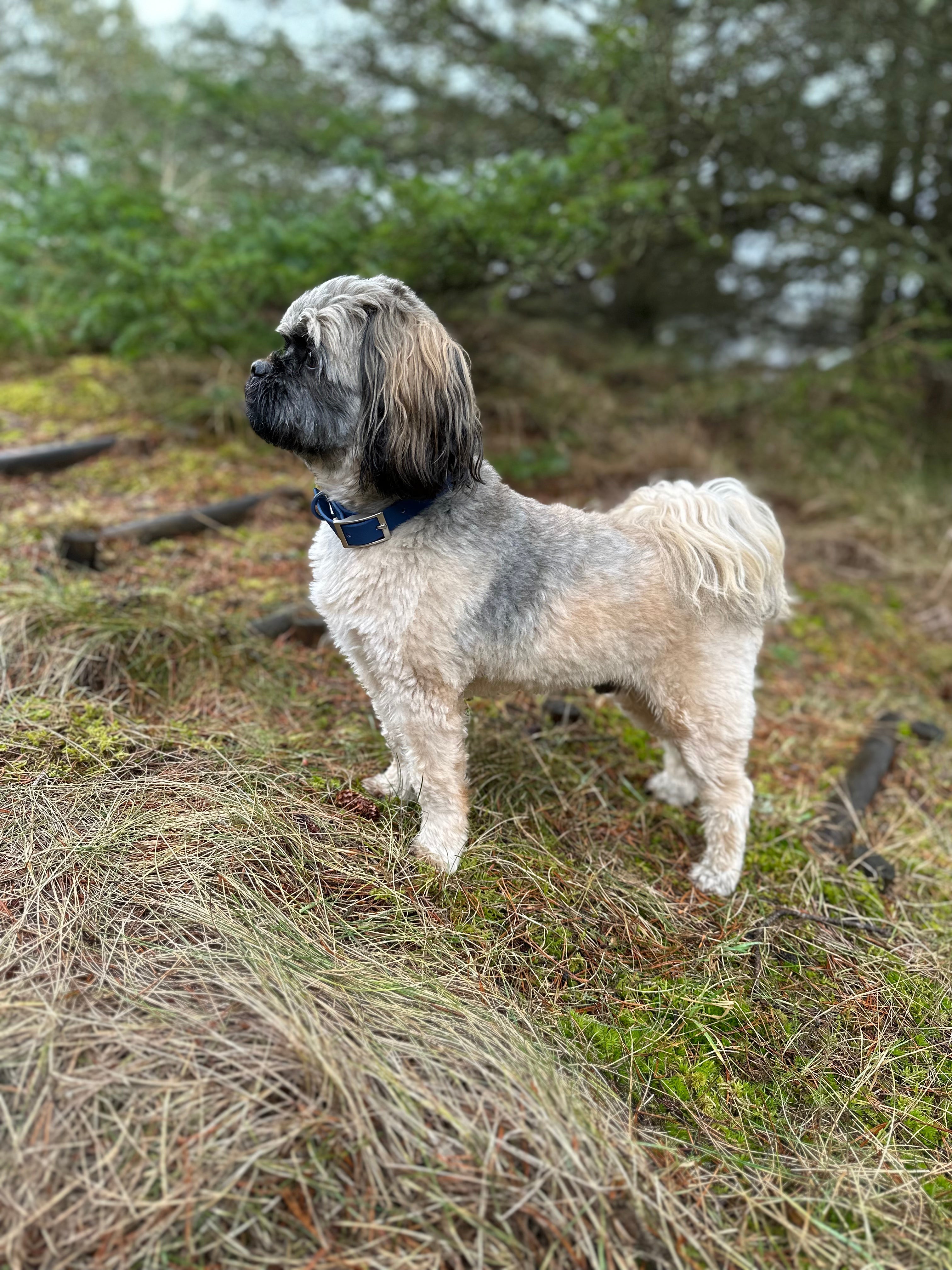 Hundehalsbånd blåt på hund i skoven