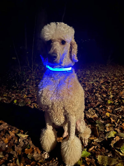 Hundeshalsbånd med LED lys i farven blå på en hvid konge puddel
