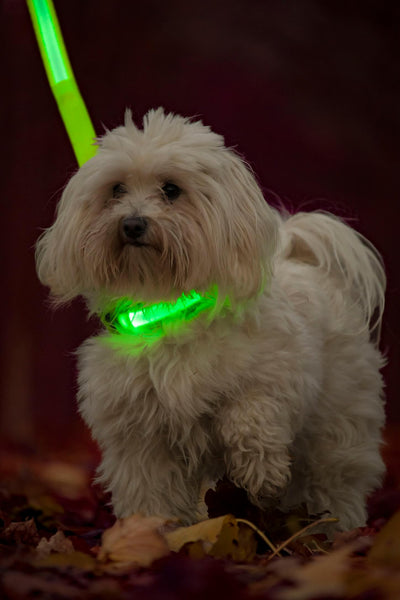 Bomuldshund der går tur i skoven med LED lyshalsbånd og LED lys hundesnor i grøn