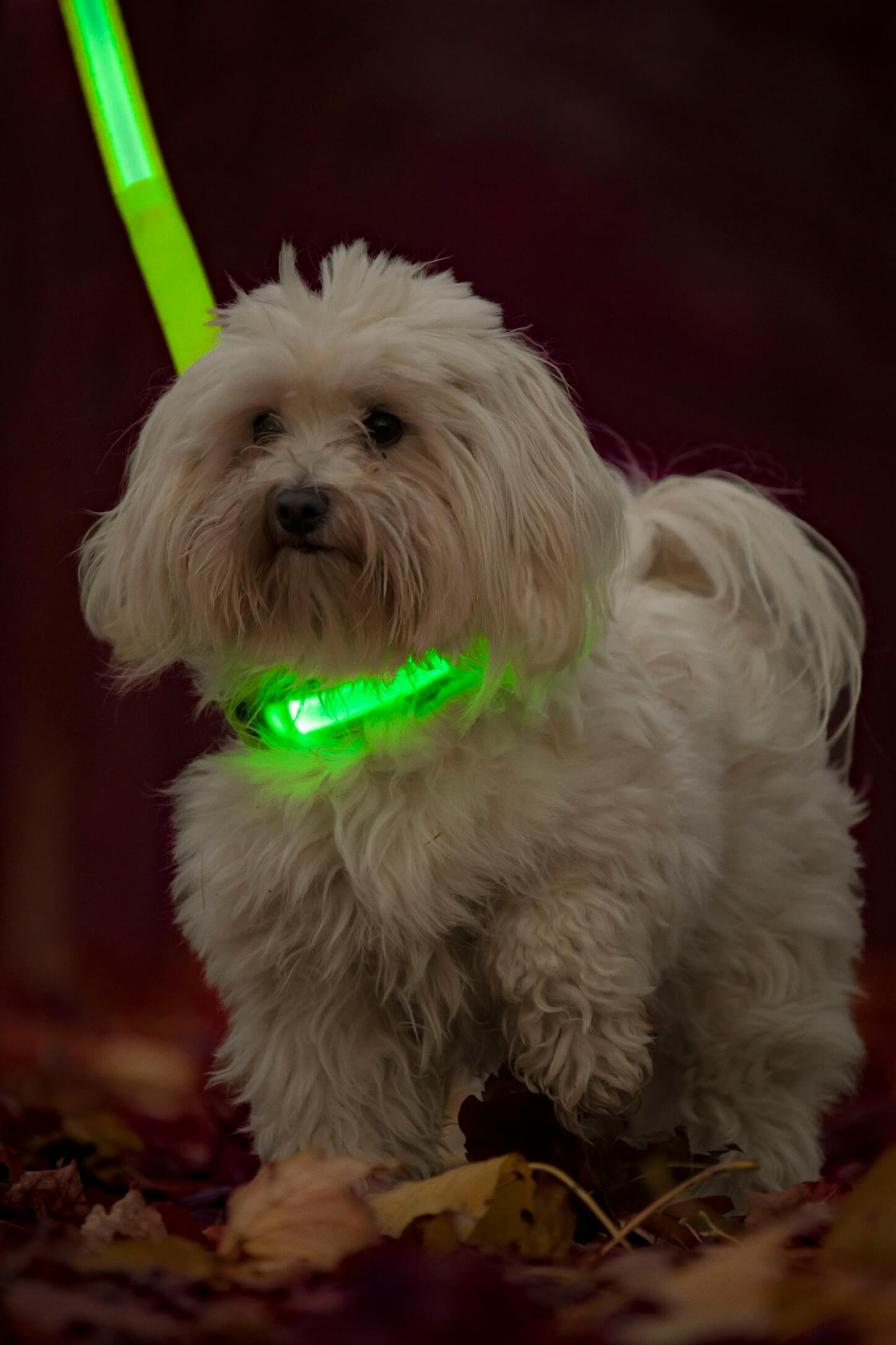 bomuldshund med LED lys halsbånd og LED lys snor i farven grøn 