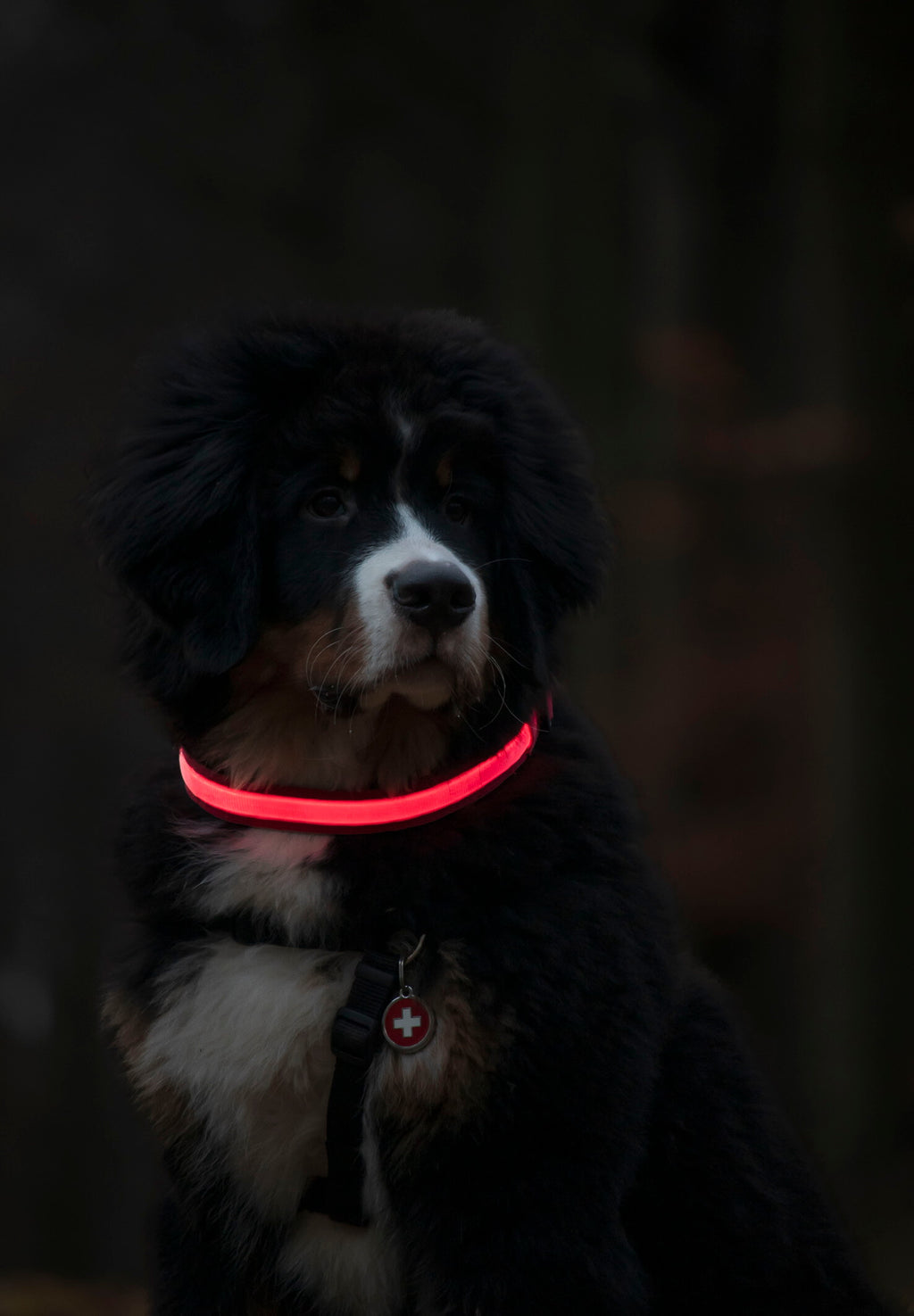 bearnaisen hundehvalp med LED lyshalsbånd i rød