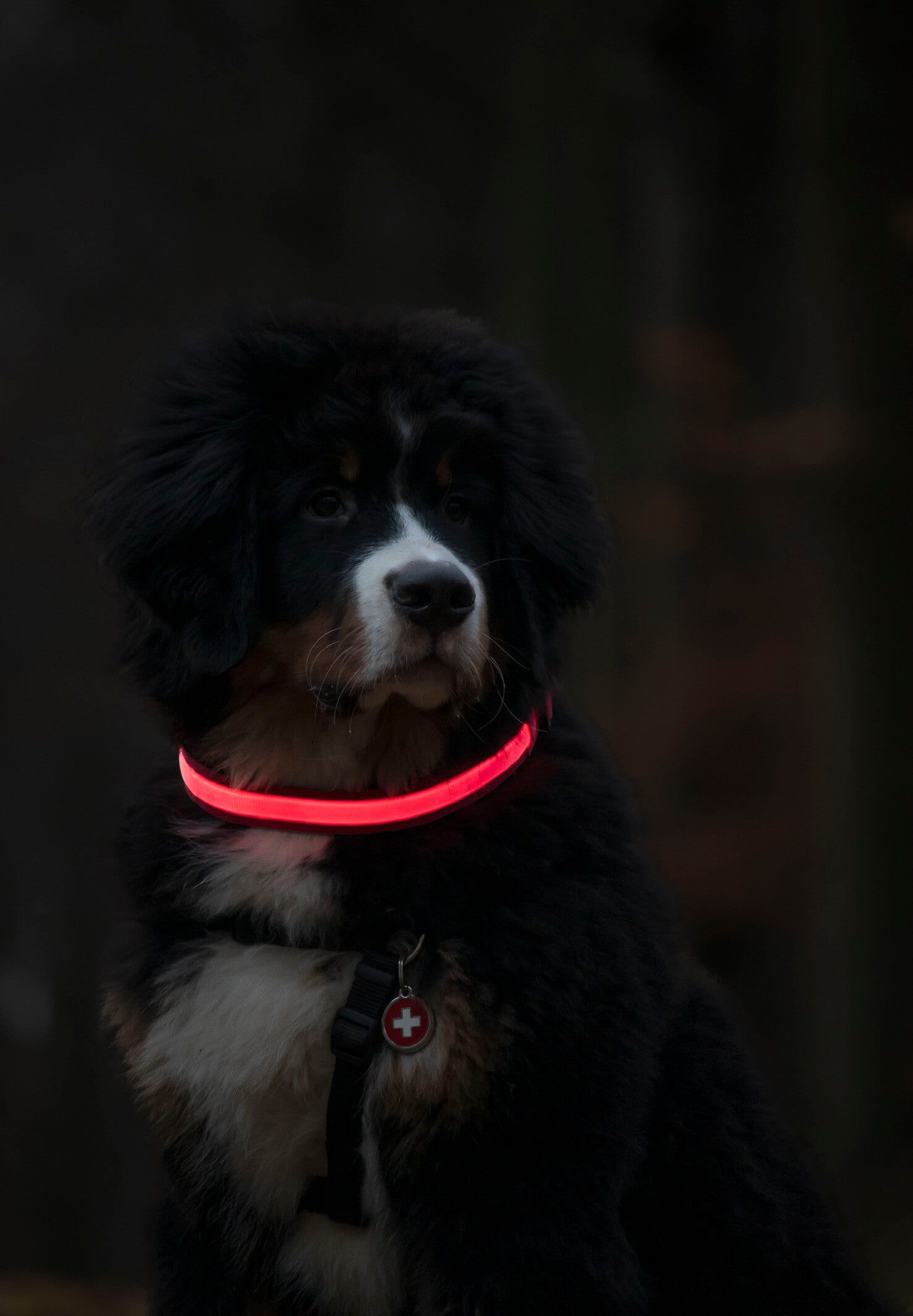 bearnaisen hundehvalp med LED lyshalsbånd i rød