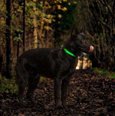 Sort schæfer i skoven med LED lyshalsbånd i grønt