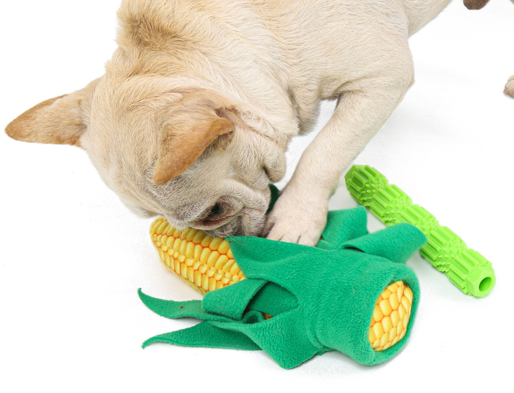 fransk bulldog leger med Aktivitetslegetøj til hund majskolbe med indbygget tandrensende ben  