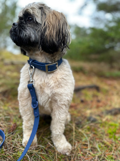 Hundehalsbånd og snor i blå på en hund der sidder i skoven