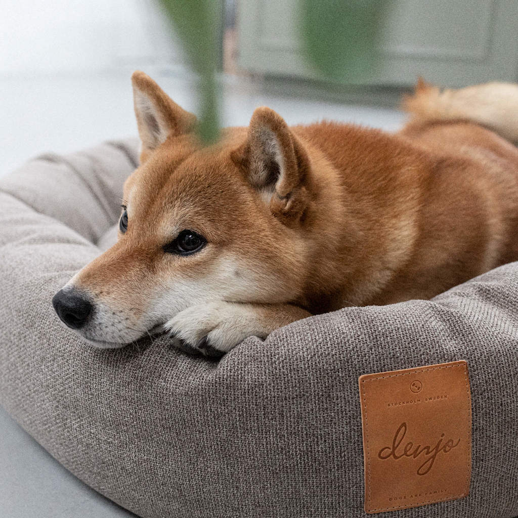 Denjo Dogs Donut Icon True Taupe Hundeseng med læderdetalje med hund der liggende i sengen
