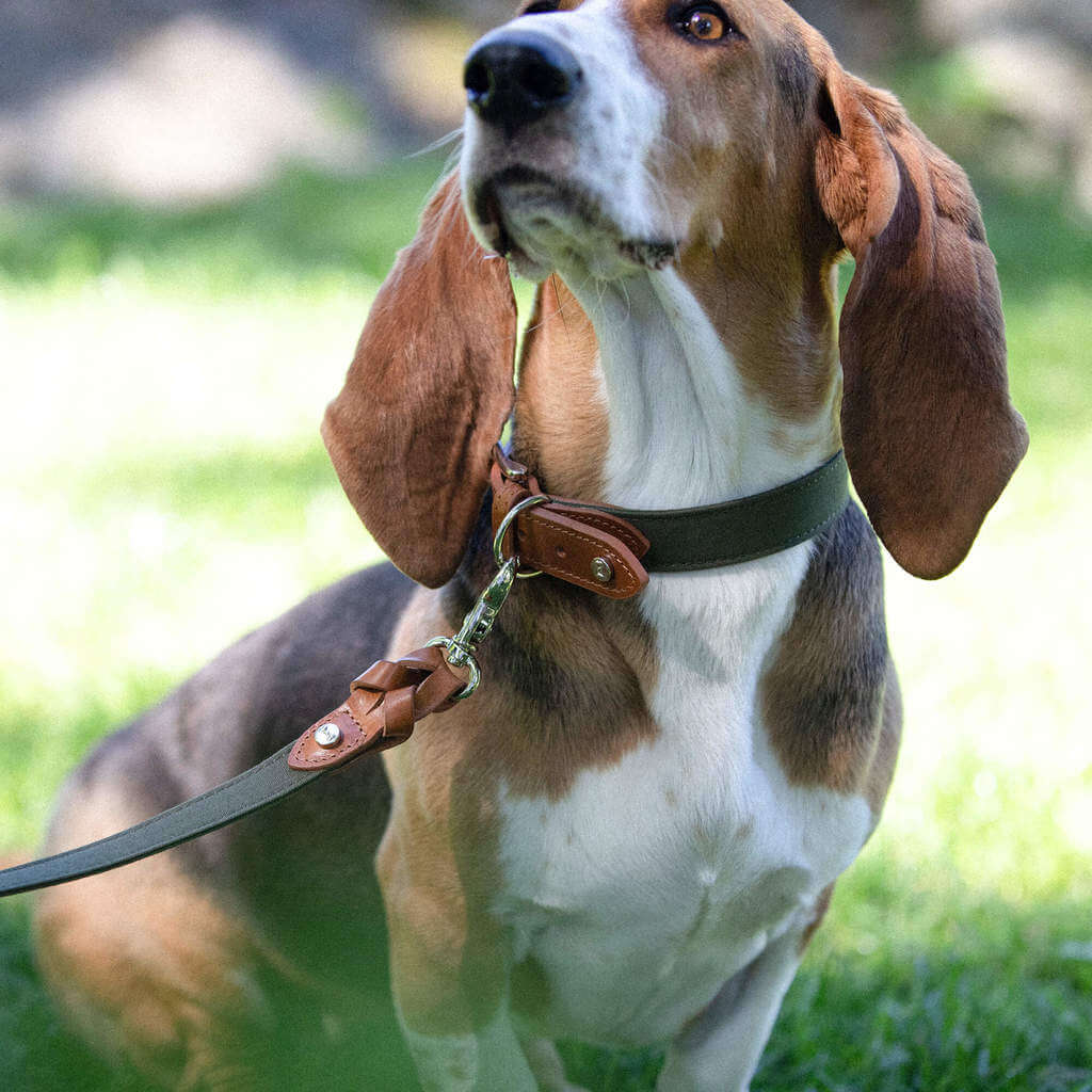Denjo Dogs Hundehalsbånd Signature hundehalsbånd i farven Cognac og Khaki på bassethund
